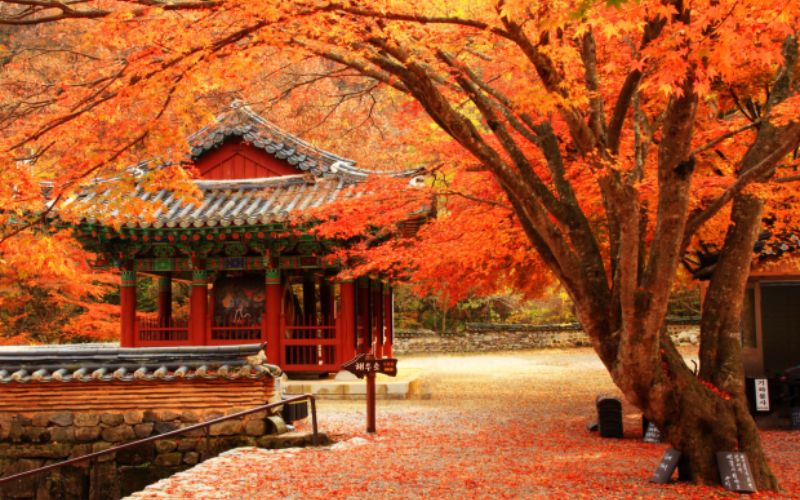 Mùa thu ở Hàn